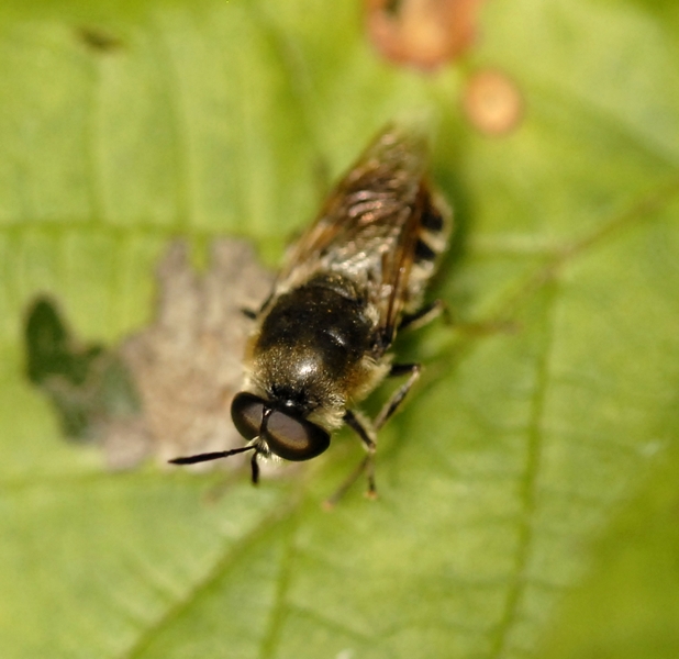 Piccolo dittero da id.